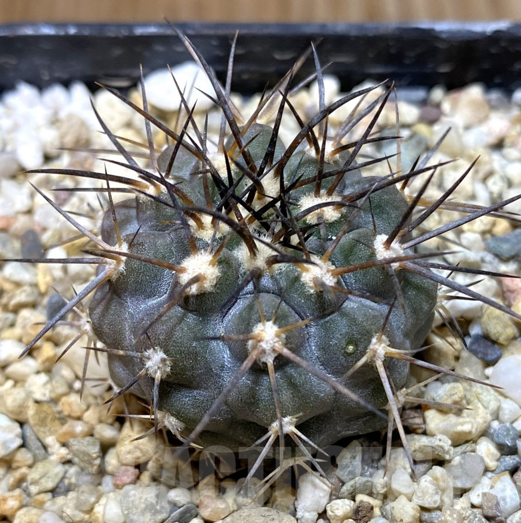 SHPR37995 Copiapoa marginata ex MG 85.715