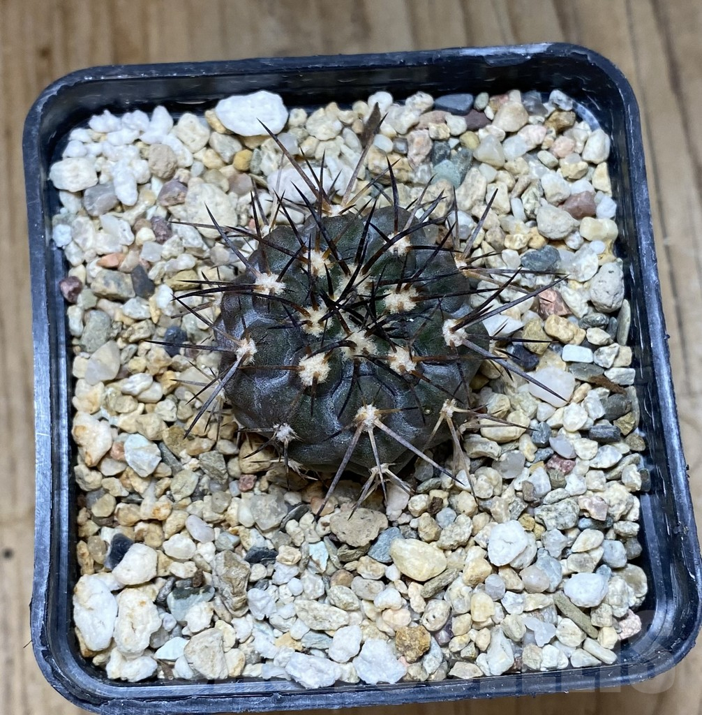 SHPR37995 Copiapoa marginata ex MG 85.715 - Image 2