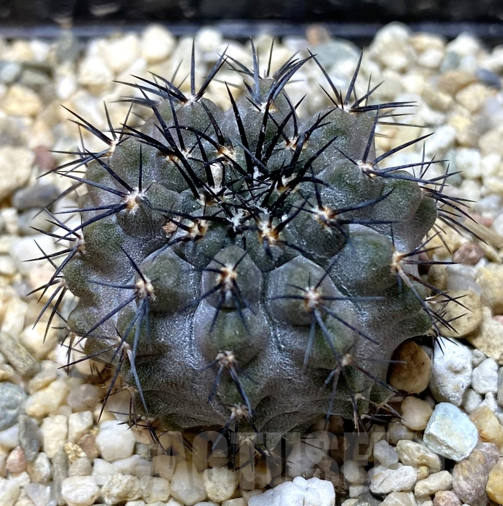 SHPR37996 Copiapoa calderana