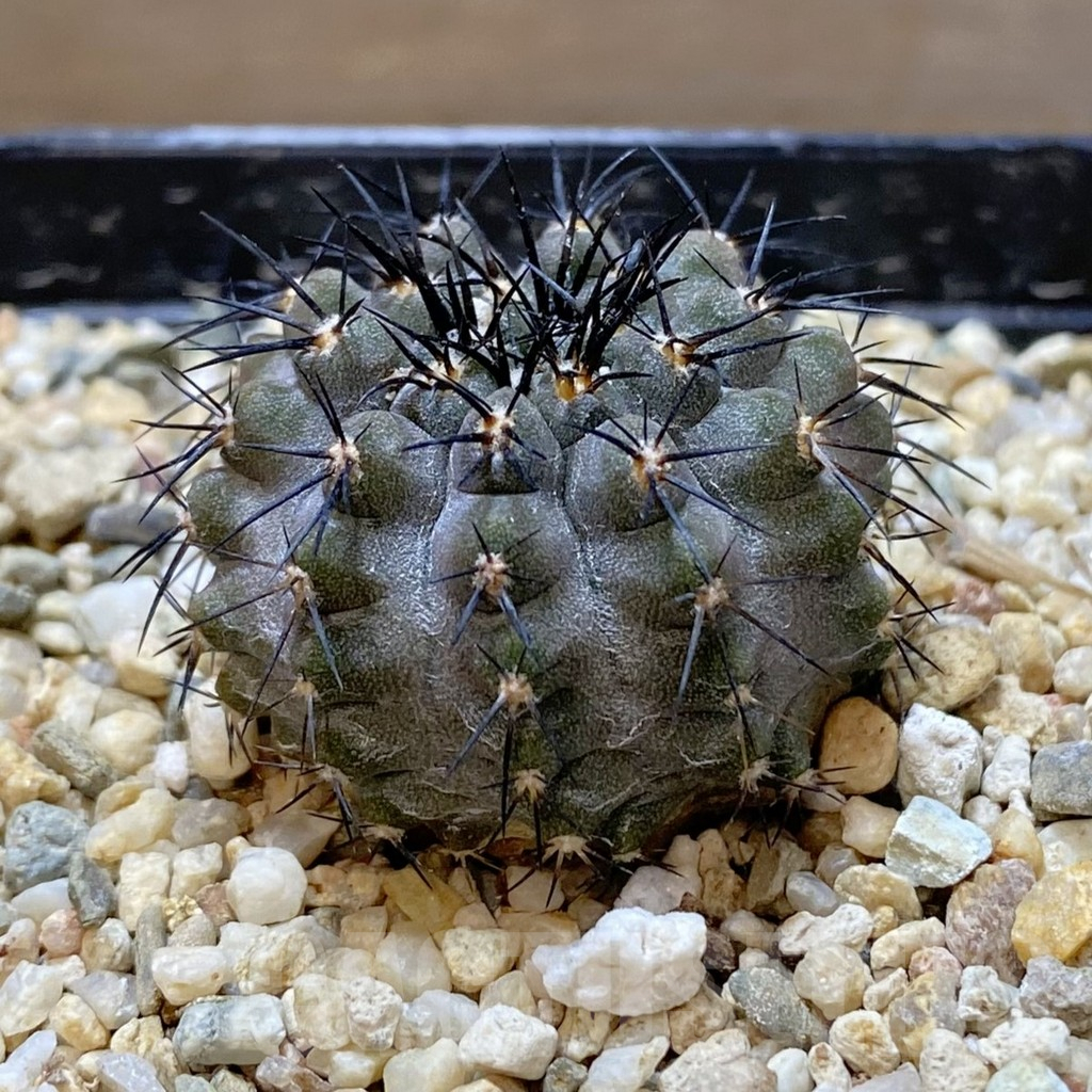 SHPR37996 Copiapoa calderana - 画像 (2)
