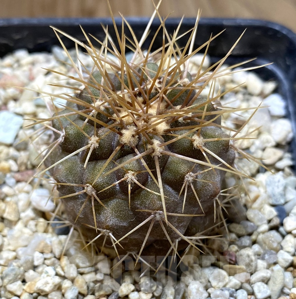 SHPR37997 Copiapoa gigantea PV 1939