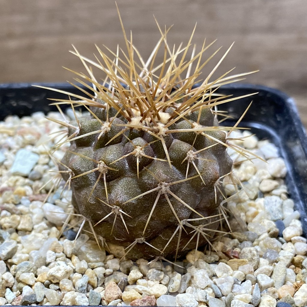 SHPR37997 Copiapoa gigantea PV 1939 - Imagen 2