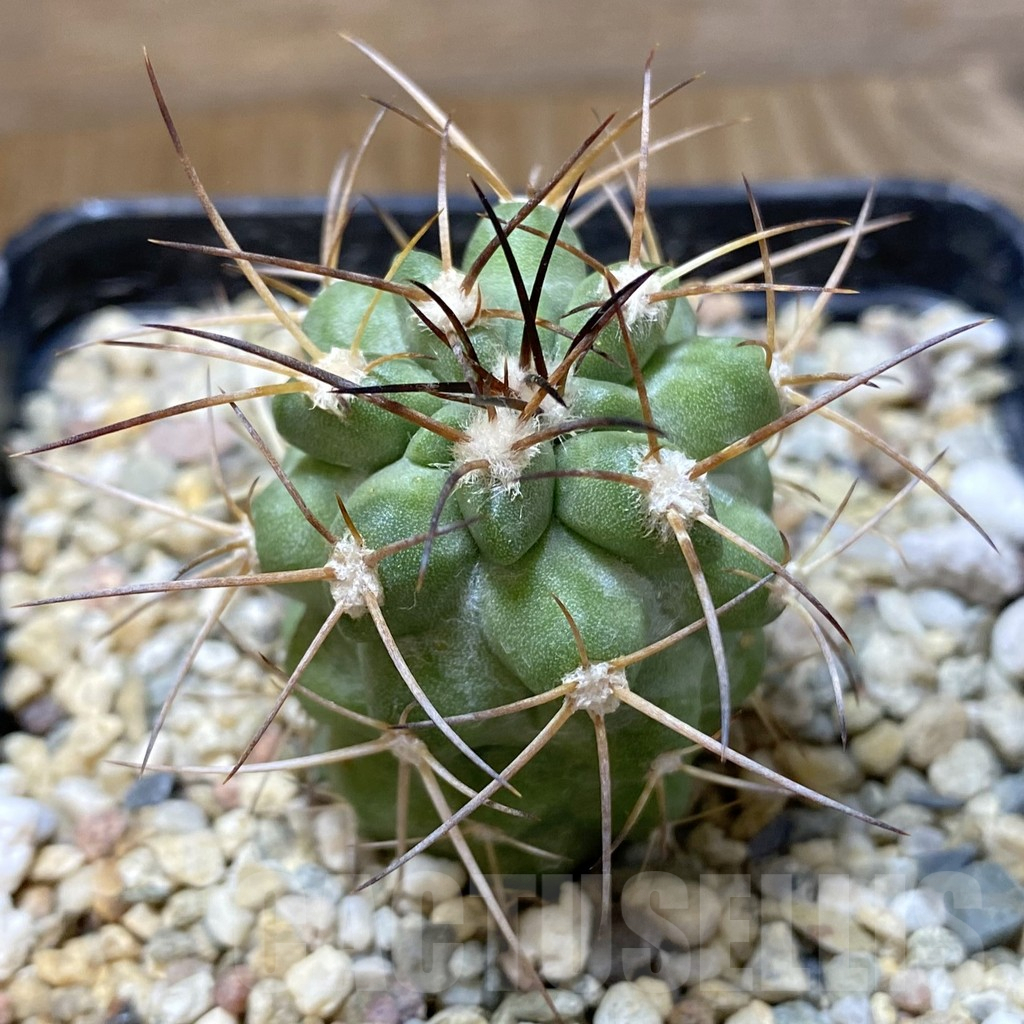 SHPR37998 Copiapoa coquimbana v. fiedleriana