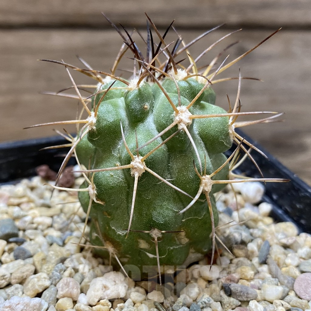 SHPR37998 Copiapoa coquimbana v. fiedleriana - 画像 (2)