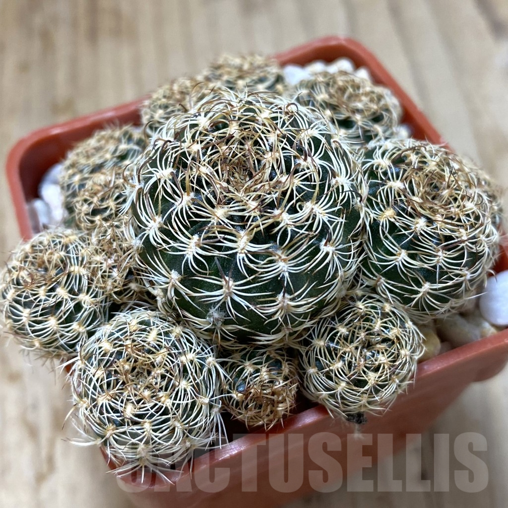 SHPR38000 Lobivia pusilla f. flaviflora