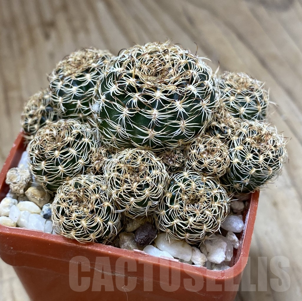 SHPR38000 Lobivia pusilla f. flaviflora - Image 2