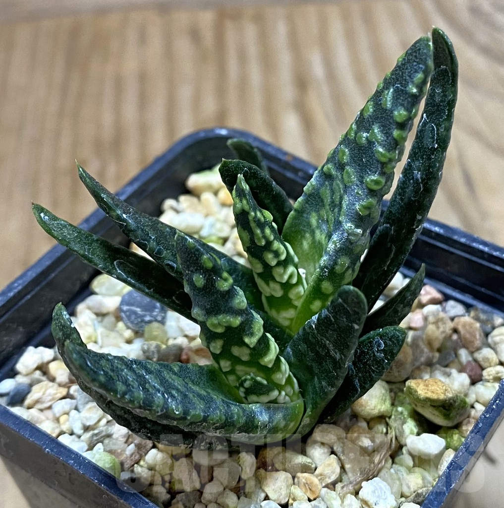SHPR37983 Haworthia pumila 'Donut'