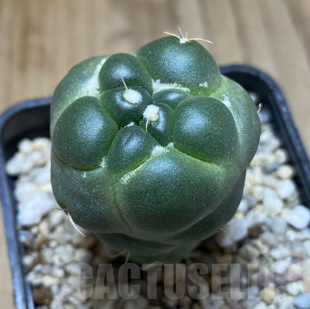 SHPR38002 Coryphantha elephantidens ‘inermis’ - Image 3