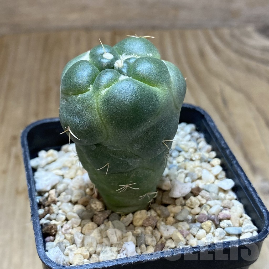 SHPR38002 Coryphantha elephantidens ‘inermis’ - Image 2