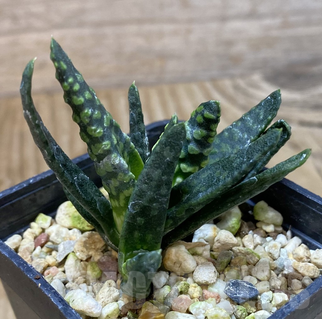 SHPR37983 Haworthia pumila 'Donut' - immagine 2