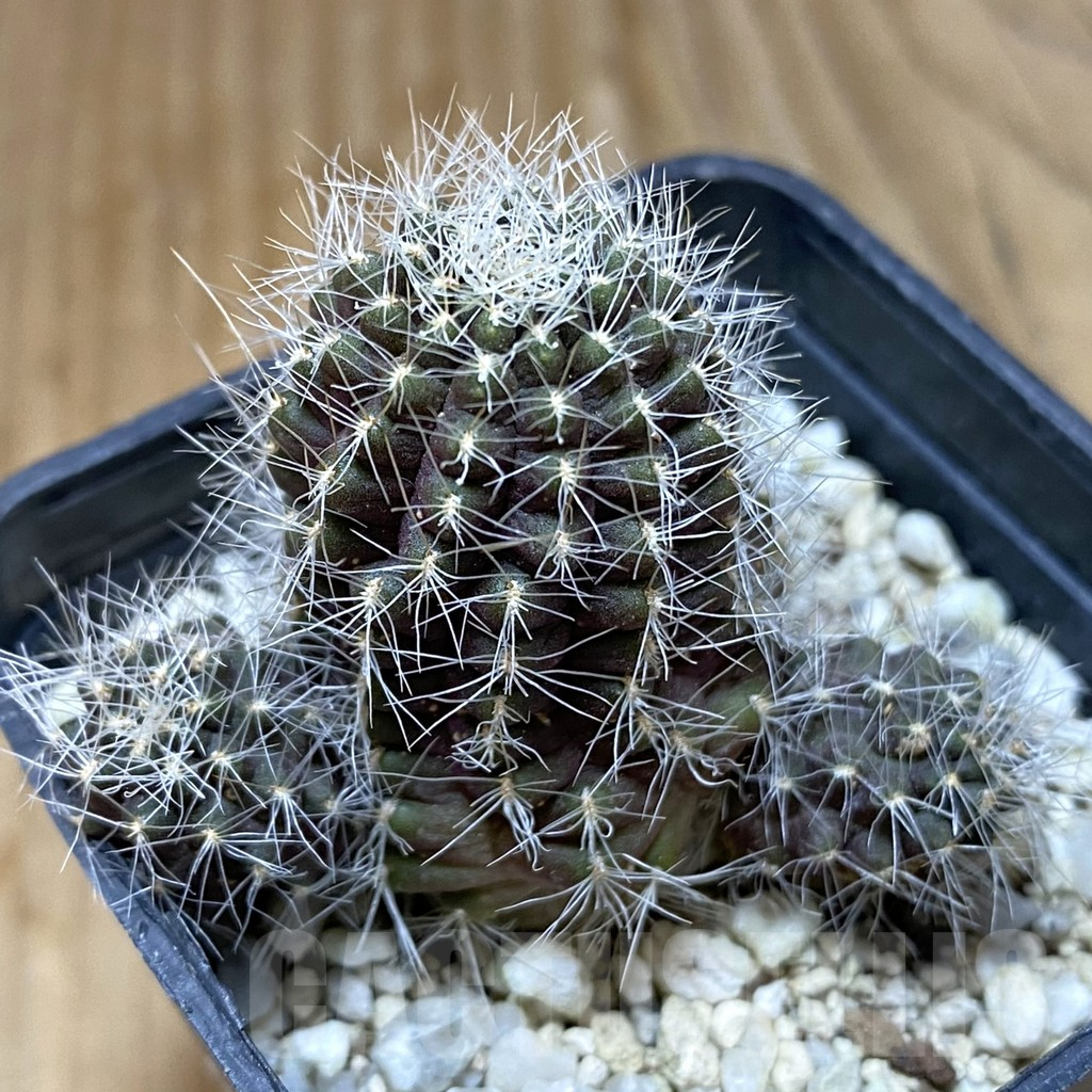 SHPR38004 Mediolobivia cincinnata WR300