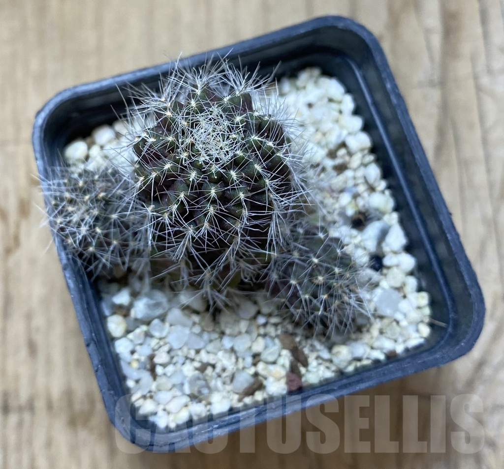 SHPR38004 Mediolobivia cincinnata WR300 – Bild 2