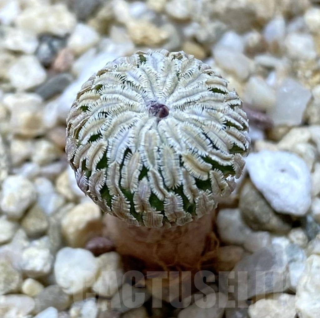 SHPR38008 Turbinicarpus pseudopectinatus f. rubriflorus