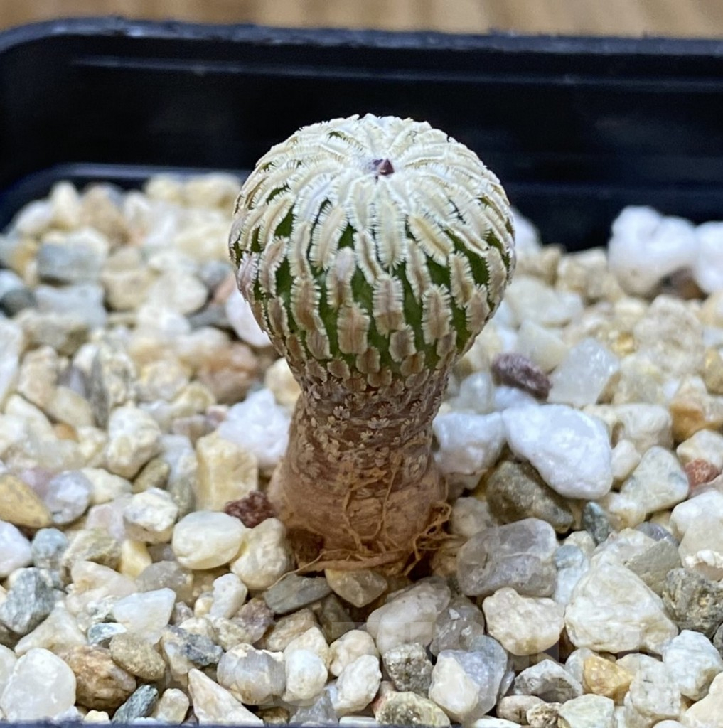 SHPR38008 Turbinicarpus pseudopectinatus f. rubriflorus - Image 2