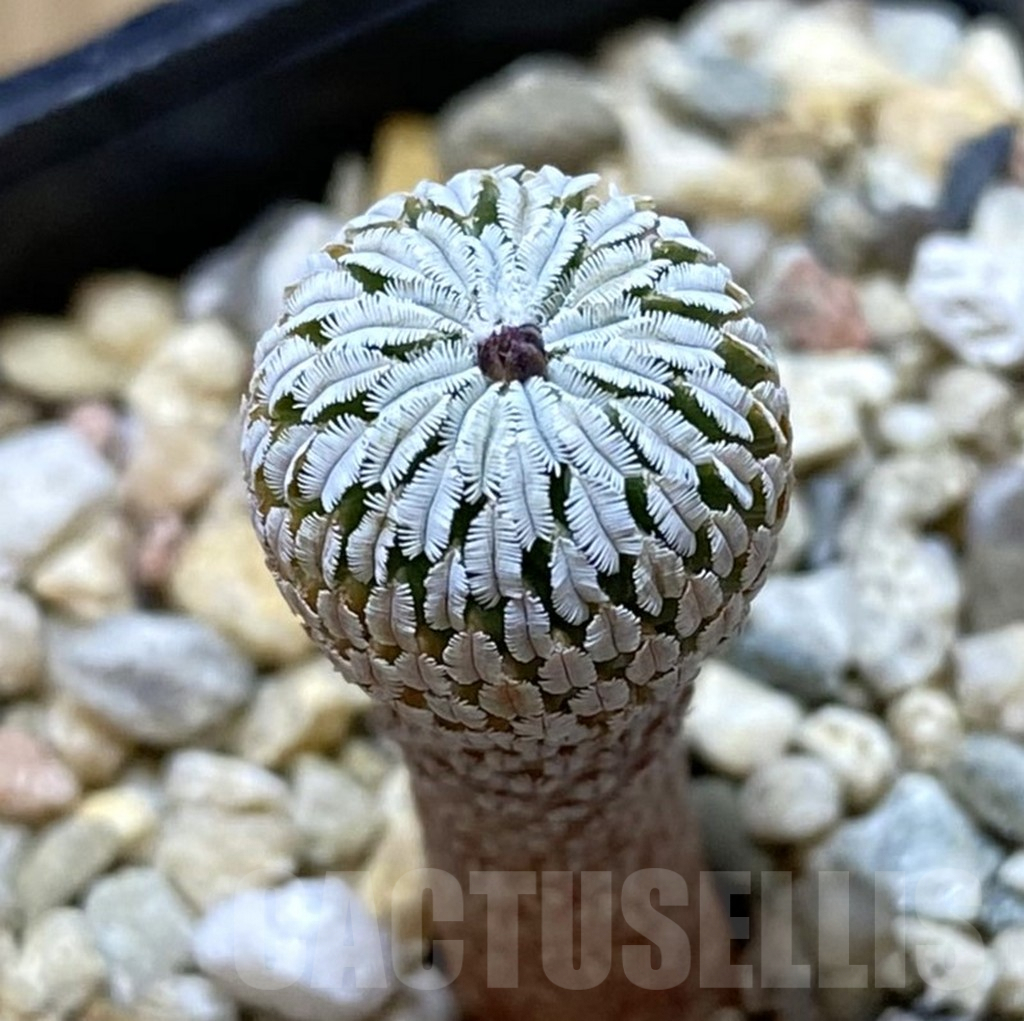 SHPR38009 Turbinicarpus pseudopectinatus f. rubriflorus