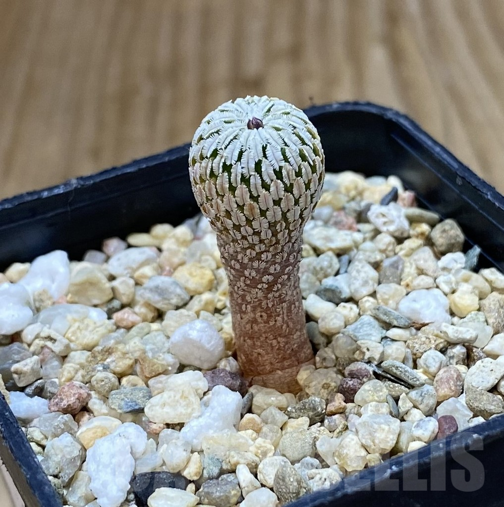 SHPR38009 Turbinicarpus pseudopectinatus f. rubriflorus - Image 2