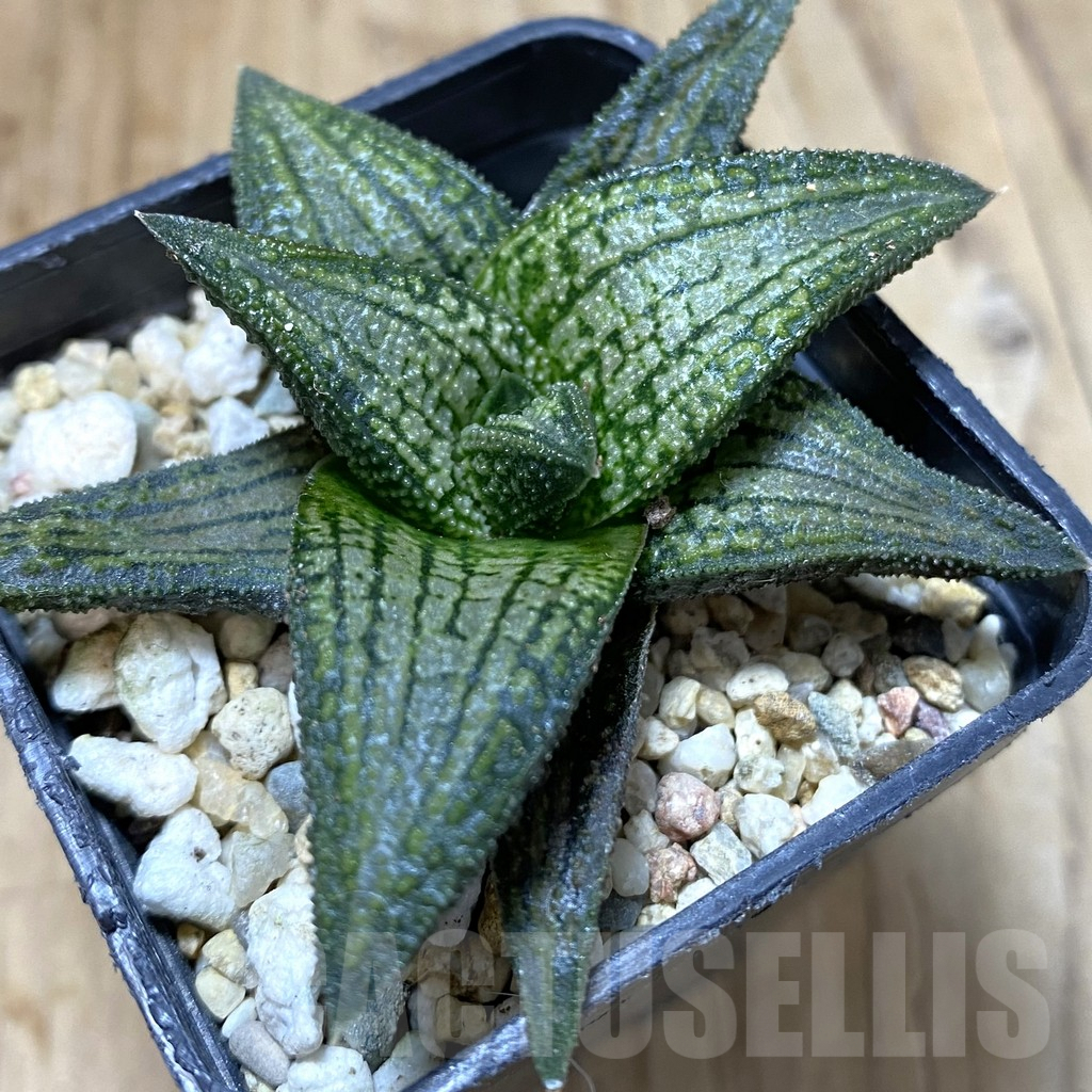 SHPR37984 Haworthia 'Kintaikyo' - Image 2