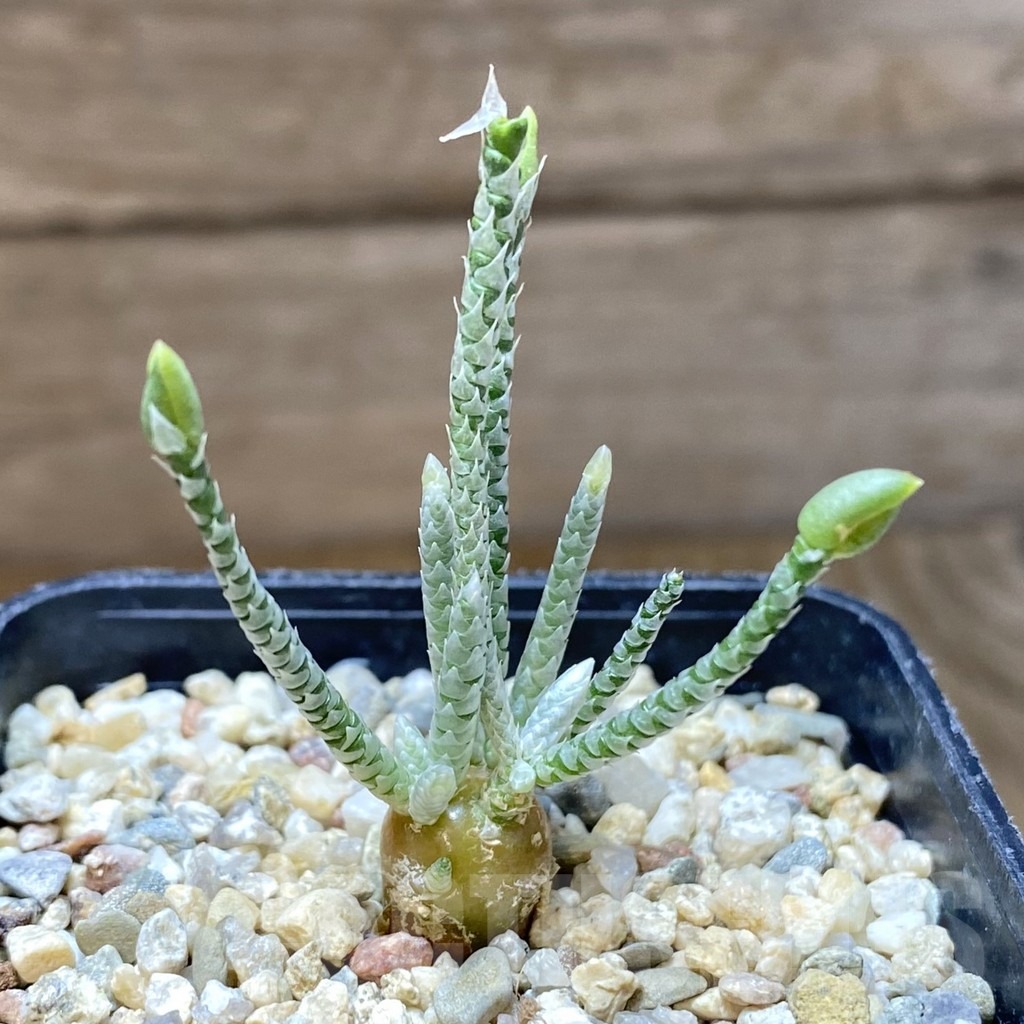 SHPR38011 Avonia quinaria -white flower-