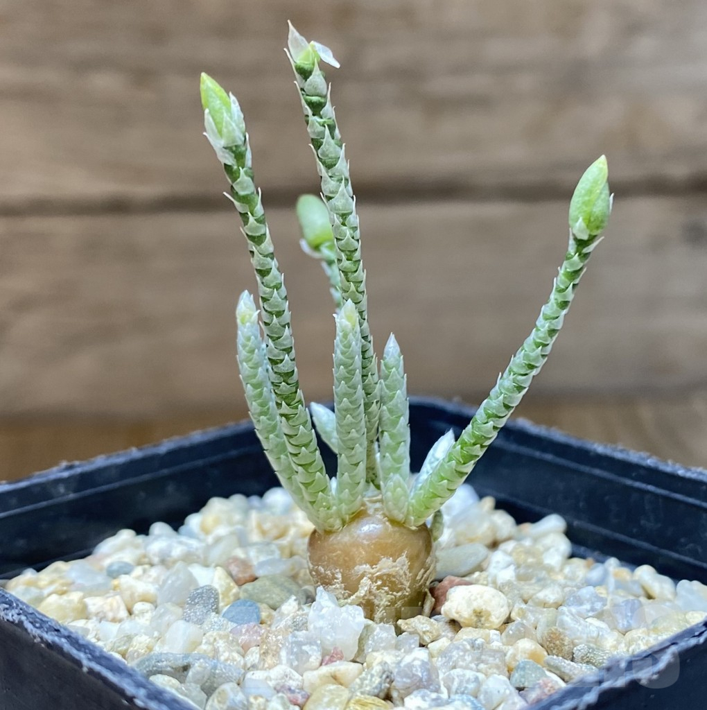 SHPR38011 Avonia quinaria -white flower- - Obrázek 2