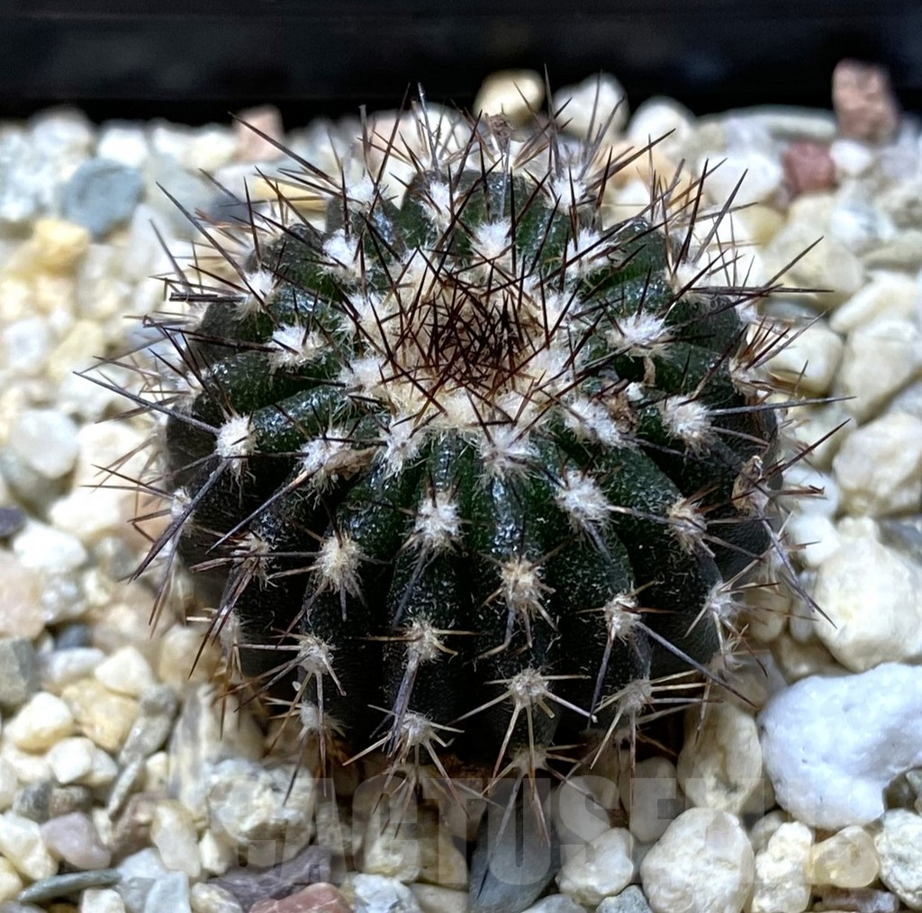 SHPR38012 Uebelmannia pectinifera