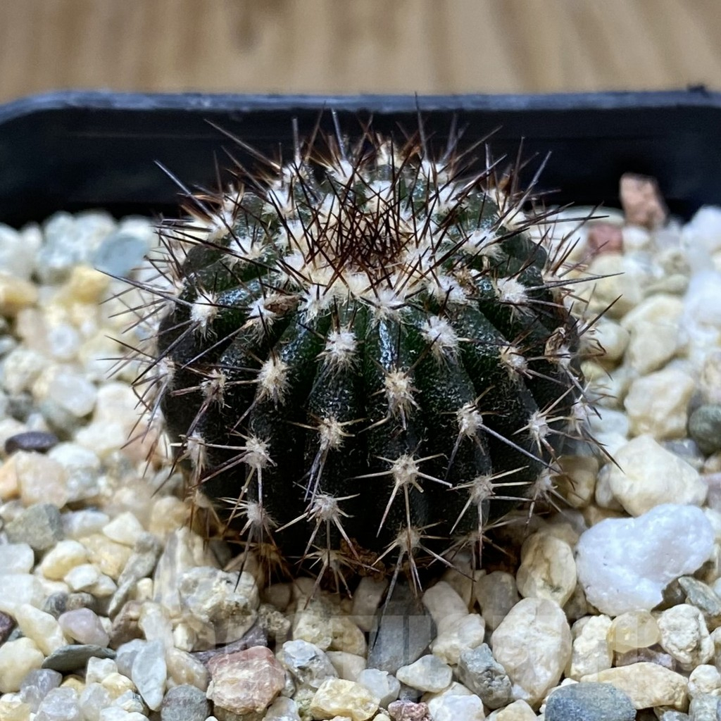 SHPR38012 Uebelmannia pectinifera - Obrázek 2