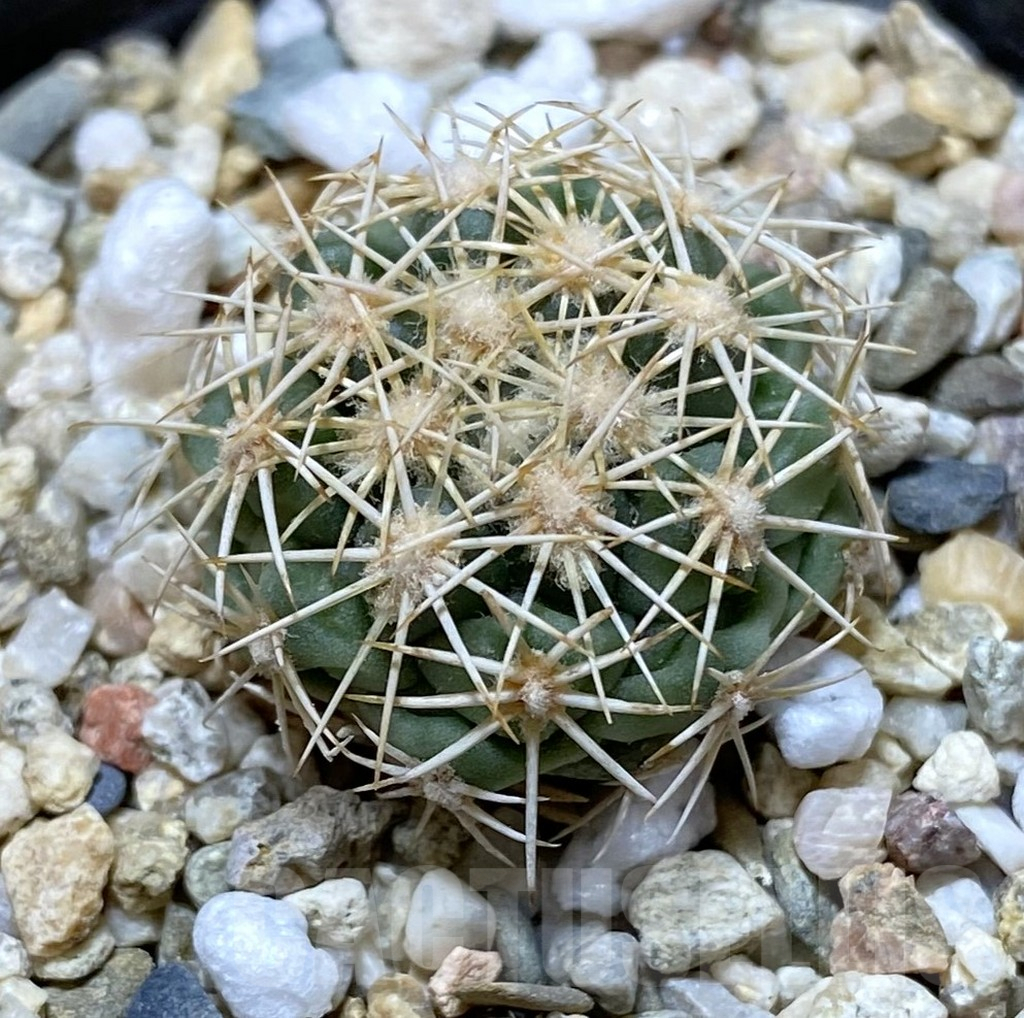 SHPR38013 Coryphantha kracikii KKR 167