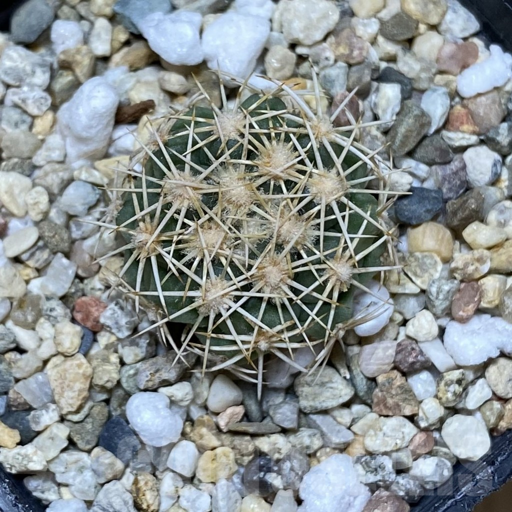 SHPR38013 Coryphantha kracikii KKR 167 – Bild 2