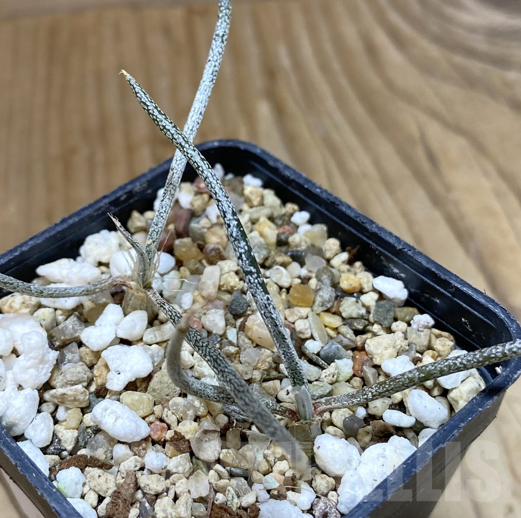 SHPR38014 Astrophytum caput-medusae 2 plants, seedling