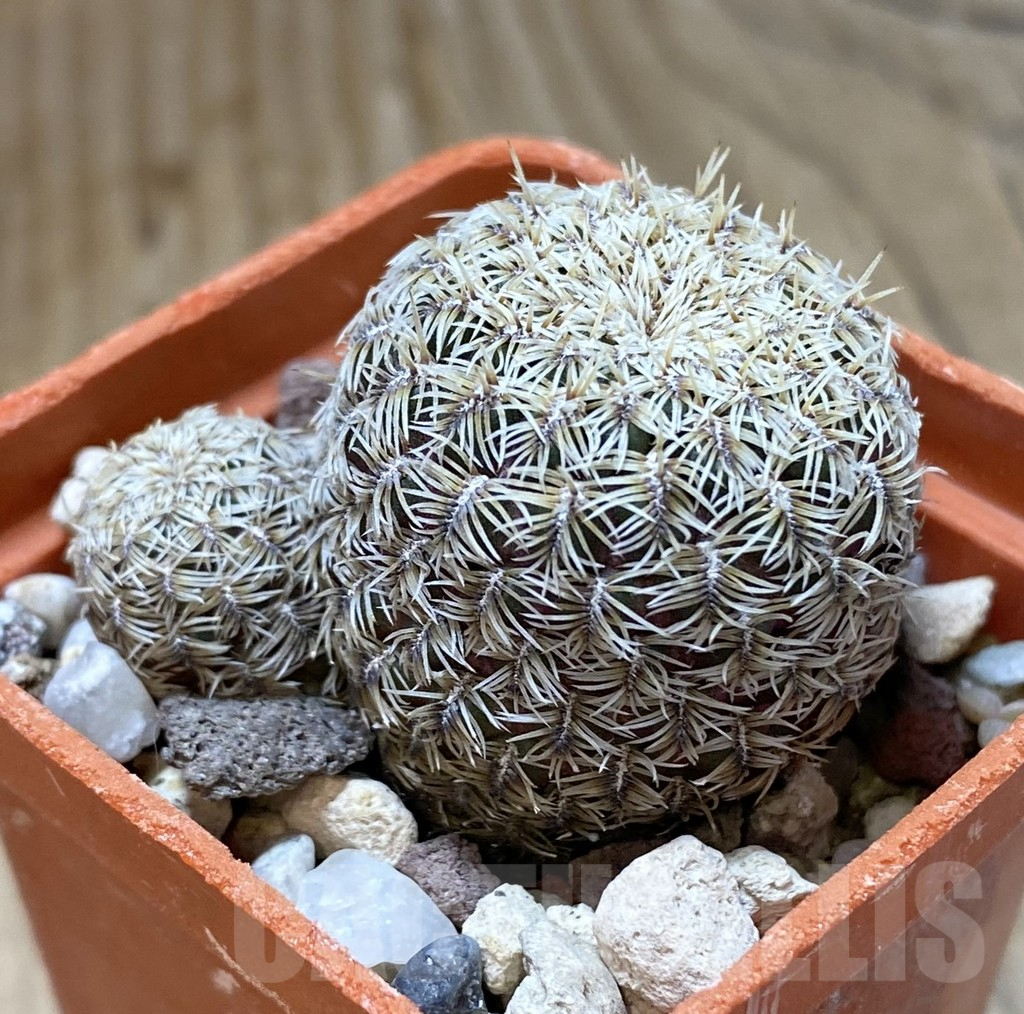 SHPR38082 Sulcorebutia gemmae GR18 - Obrázek 2