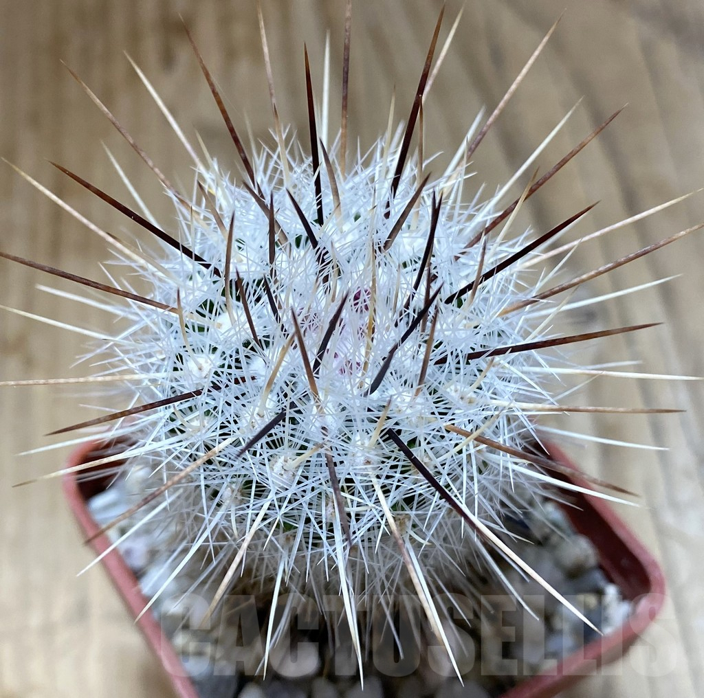 SHPR38083 Thelocactus macdowellii CSD 192