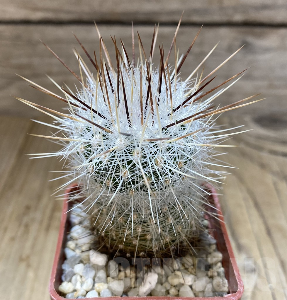 SHPR38083 Thelocactus macdowellii CSD 192 - Obrázek 2