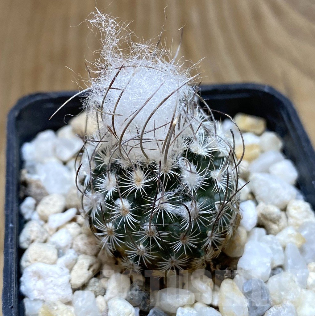 SHPR38085 Turbinicarpus dickisoniae