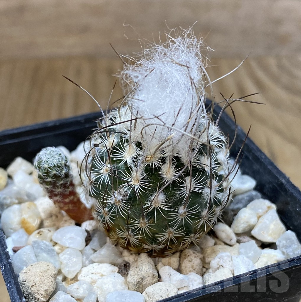 SHPR38085 Turbinicarpus dickisoniae – Bild 2