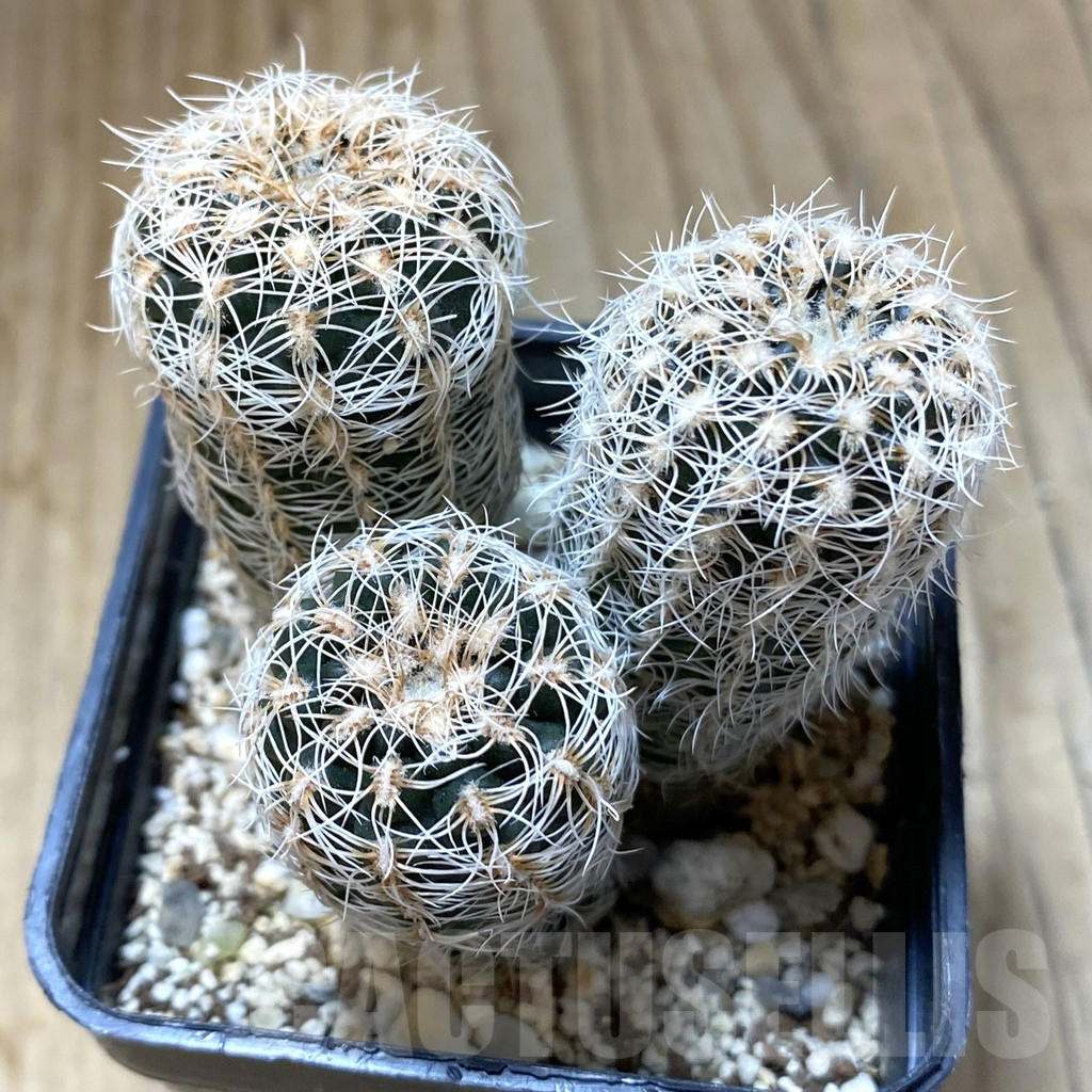 SHPR38087 Gymnocalycium carolinense ssp. ludwigii GN 1551/4690, 3 plants