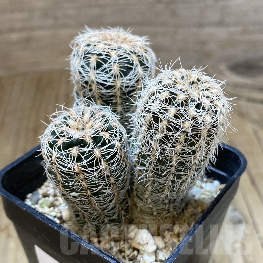 SHPR38087 Gymnocalycium carolinense ssp. ludwigii GN 1551/4690, 3 plants – Bild 2