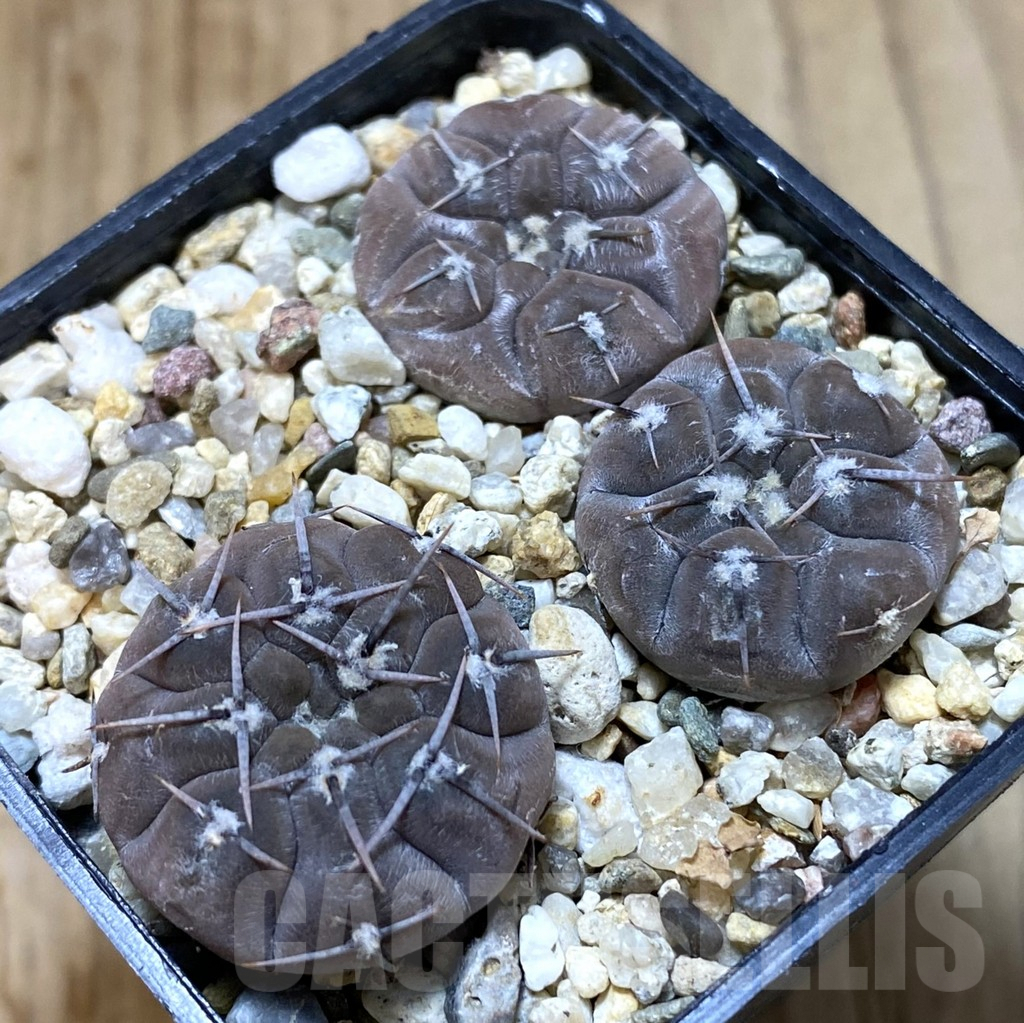 SHPR38088 Gymnocalycium borthii ssp. nogolense VG012, 3 plants