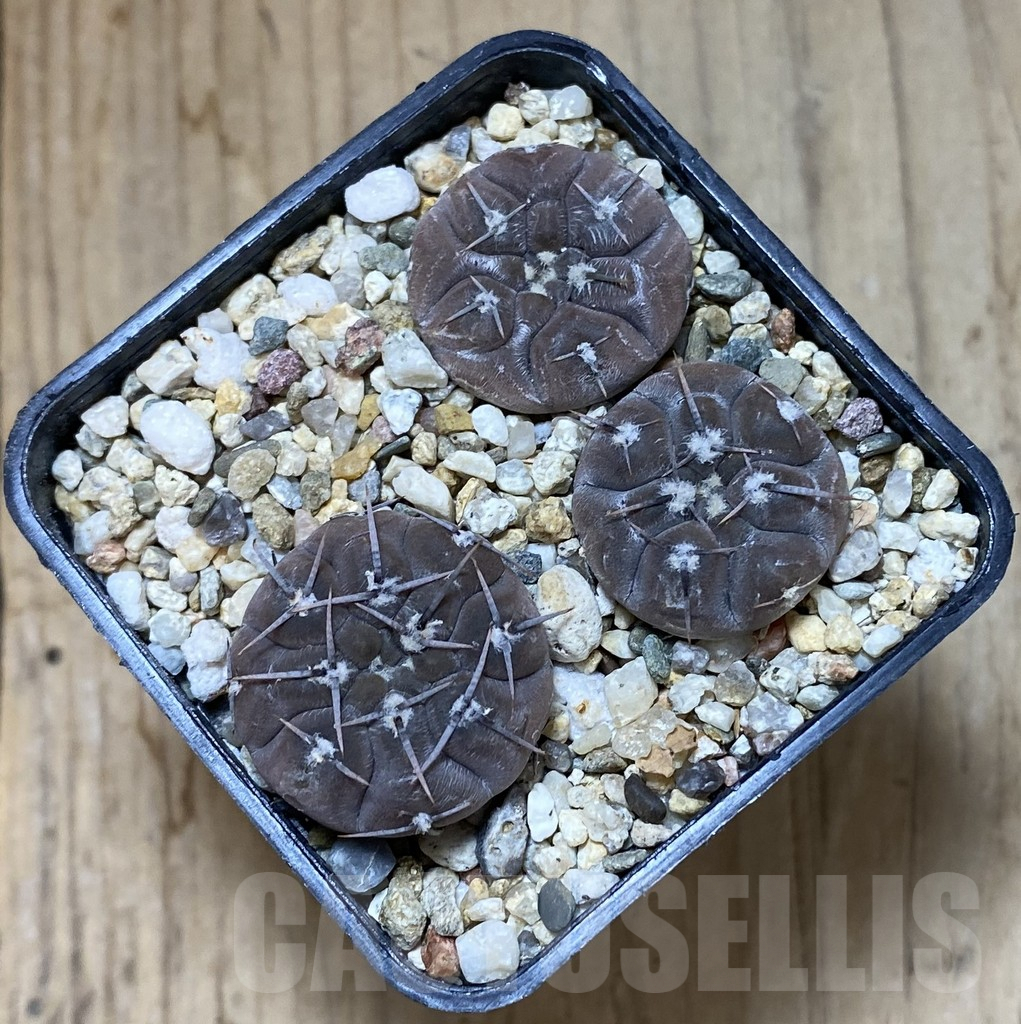 SHPR38088 Gymnocalycium borthii ssp. nogolense VG012, 3 plants – Bild 2
