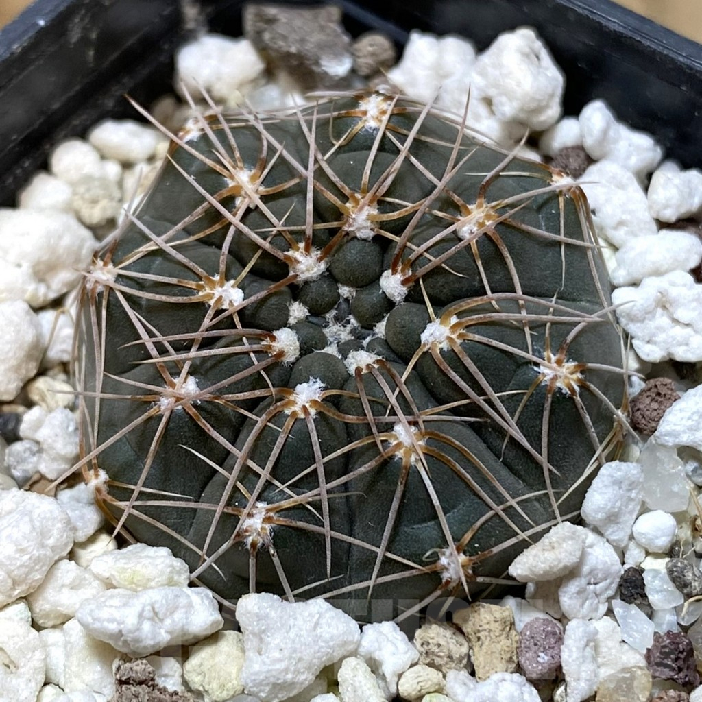 SHPR38089 Gymnocalycium taningaense VG 306