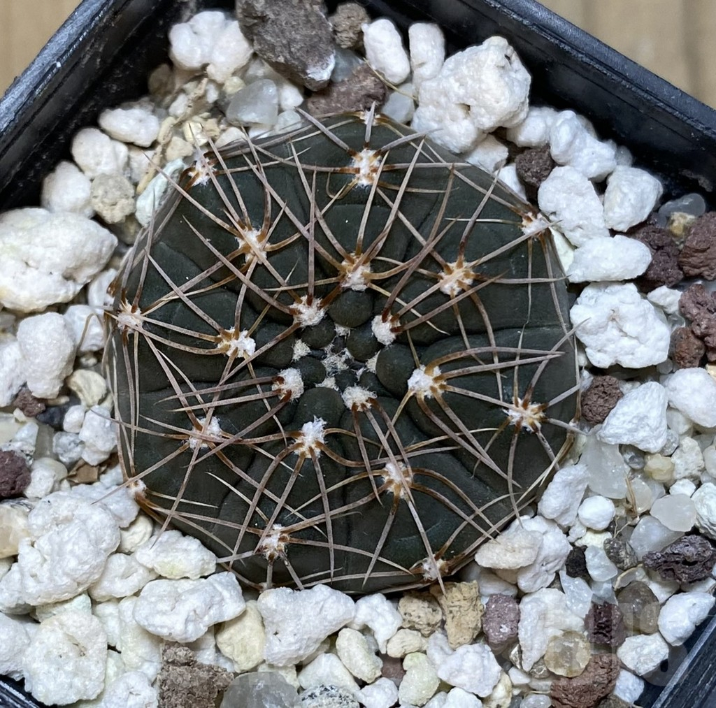 SHPR38089 Gymnocalycium taningaense VG 306 – Bild 2