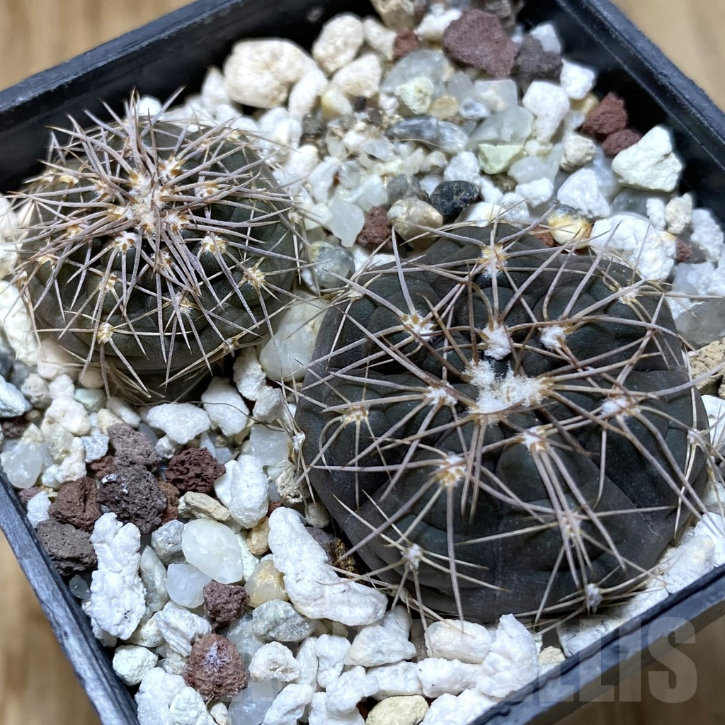 SHPR38090 Gymnocalycium taningaense VG 306, 2 plants