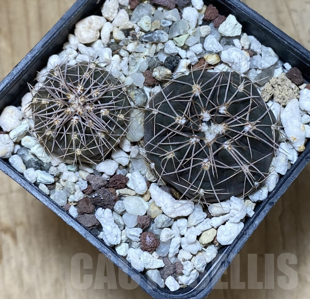 SHPR38090 Gymnocalycium taningaense VG 306, 2 plants – Bild 2