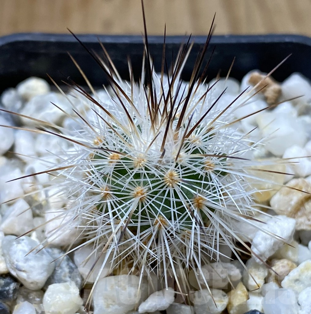 SHPR38091 Gymnocactus viereckii