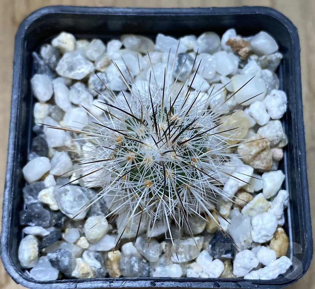 SHPR38091 Gymnocactus viereckii – Bild 2