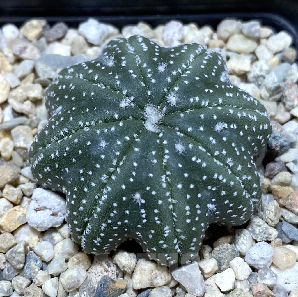 SHPR38059 Astrophytum asterias ‘Star Shape’