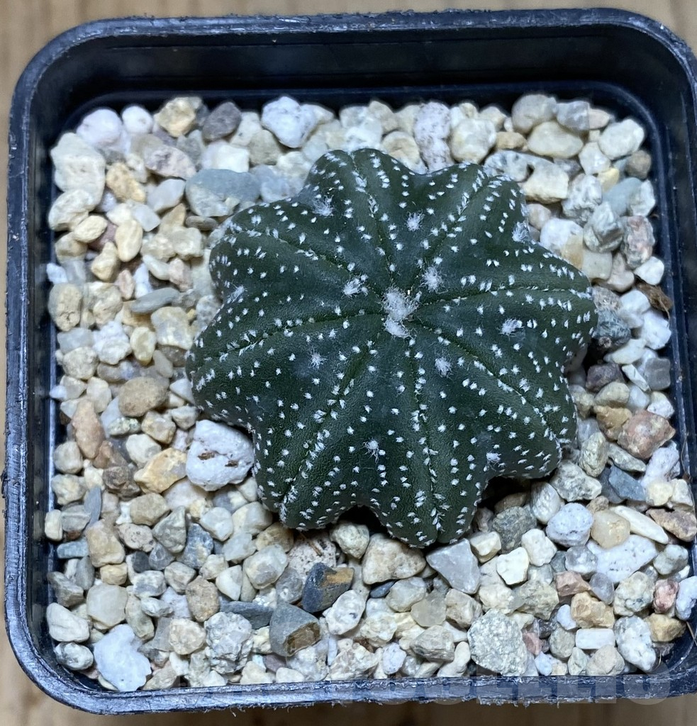 SHPR38059 Astrophytum asterias ‘Star Shape’ - Imagen 2