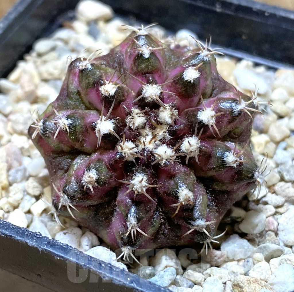 SHPR38065 Gymnocalycium mihanovichii T-lux