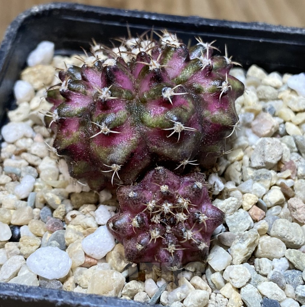 SHPR38065 Gymnocalycium mihanovichii T-lux - Image 2