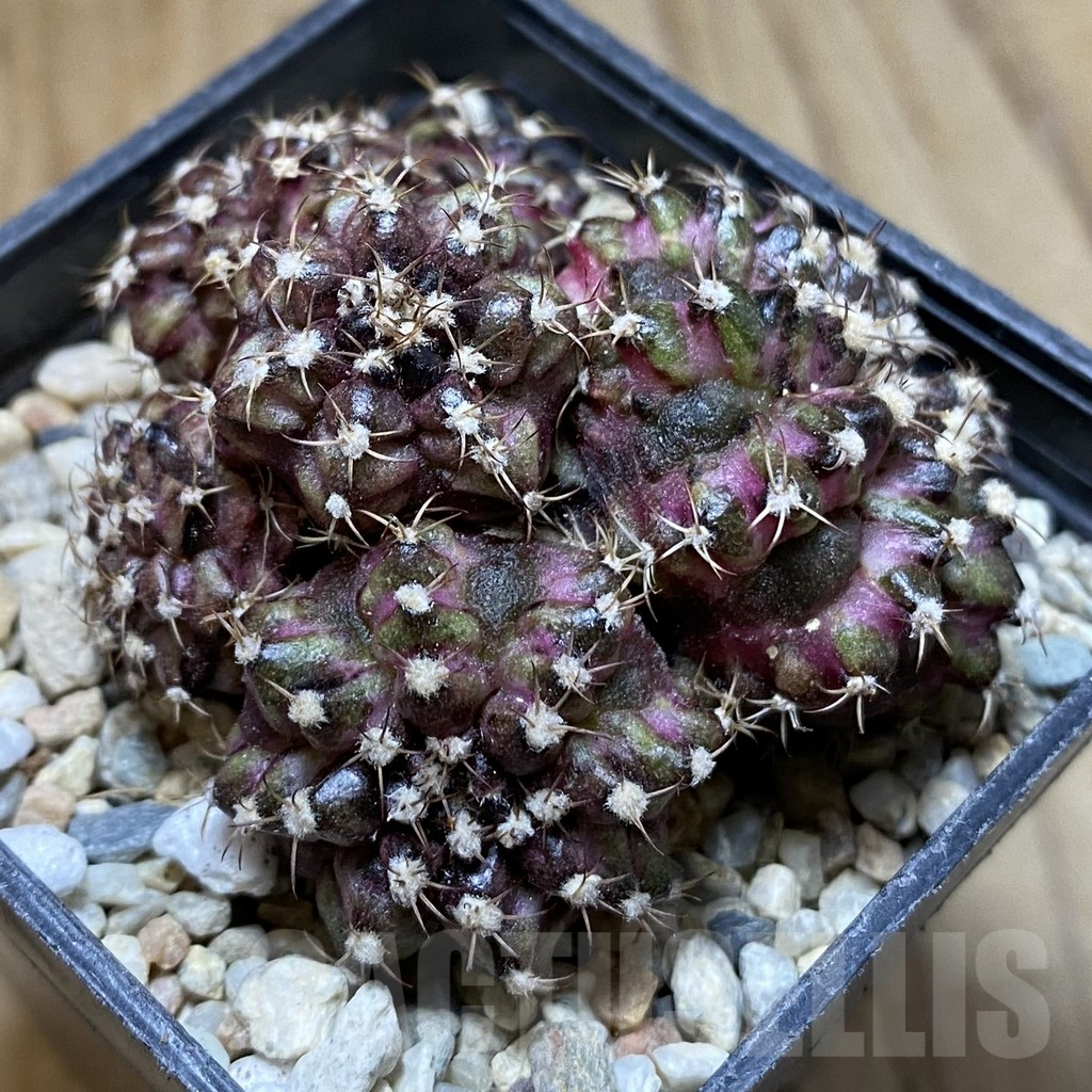 SHPR38066 Gymnocalycium mihanovichii T-lux