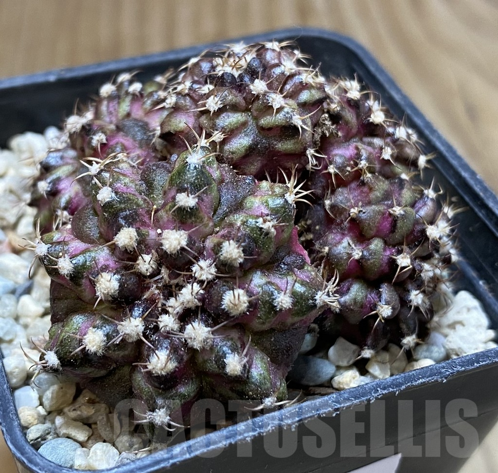 SHPR38066 Gymnocalycium mihanovichii T-lux - Image 2