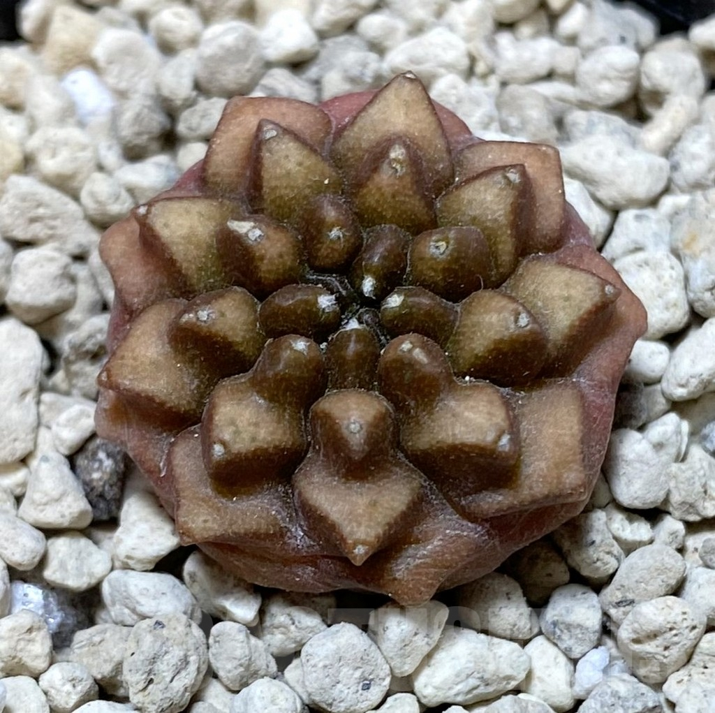 SHPR38070 Gymnocalycium mihanovichii ‘inermis’ seedling